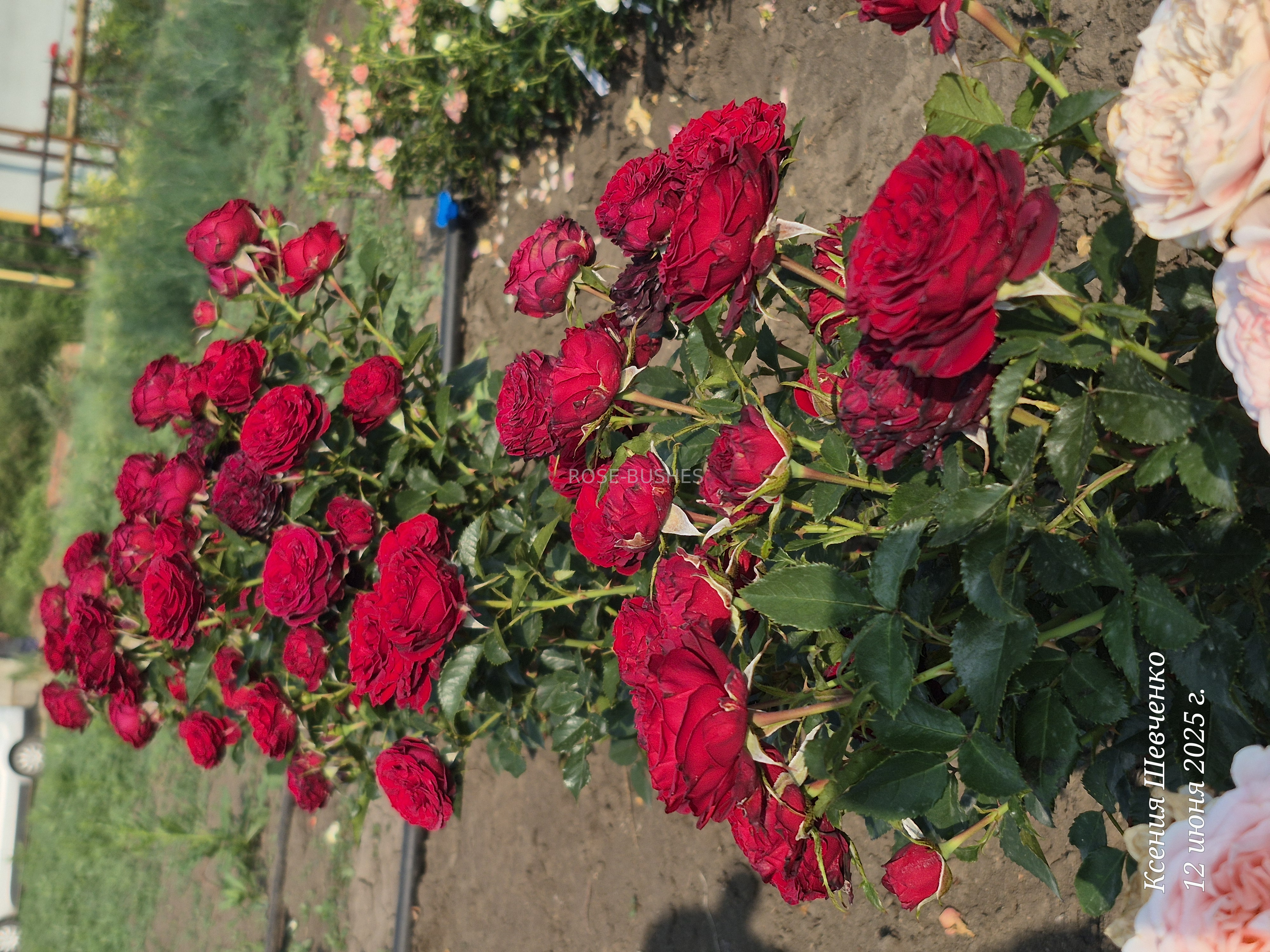 ����� ���. Mayras Red. (��, ����.)